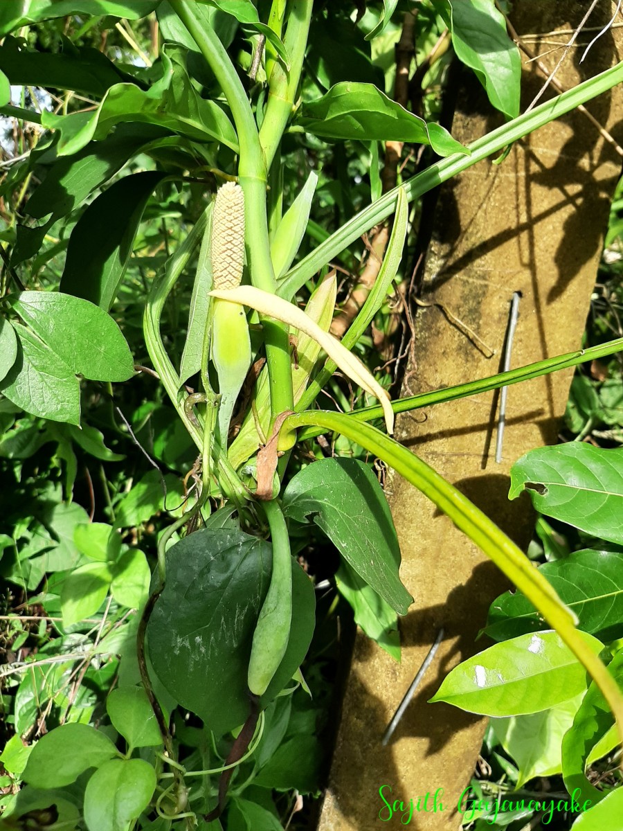 Syngonium angustatum Schott